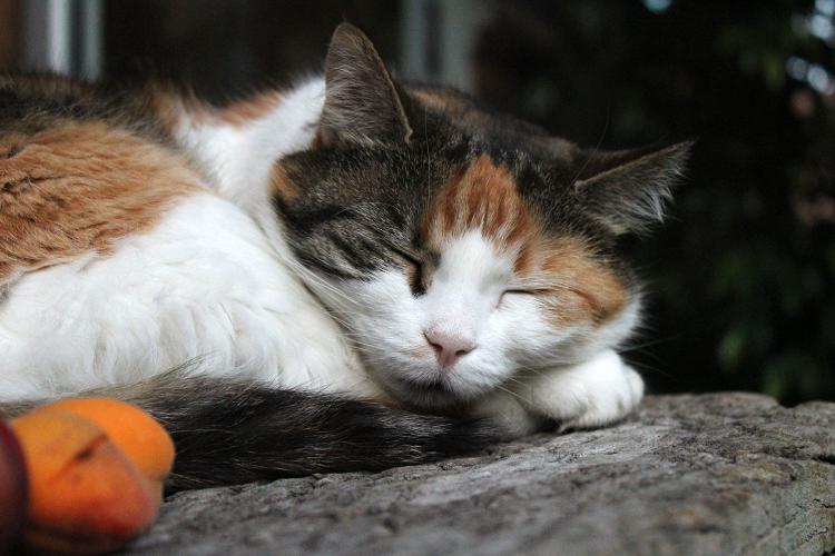 Katzenleben am Moserhof