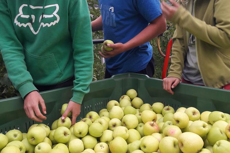Famiglia Hölzl alla raccolta delle mele