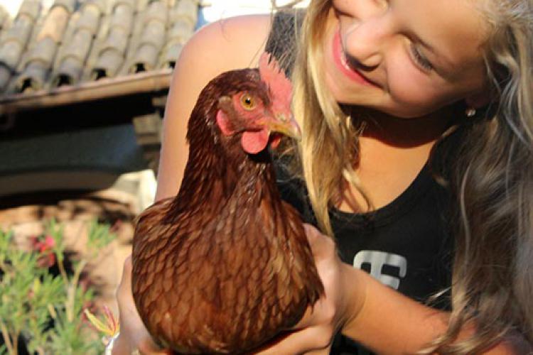 Eier von glücklichen Hühnern schmecken doch am besten