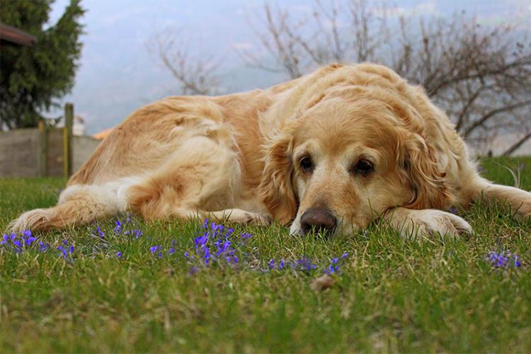 Il nostro cane Ronja