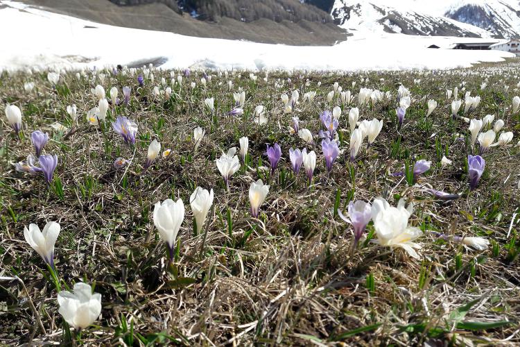 Krokusse  auf Südtirols Almwiesen