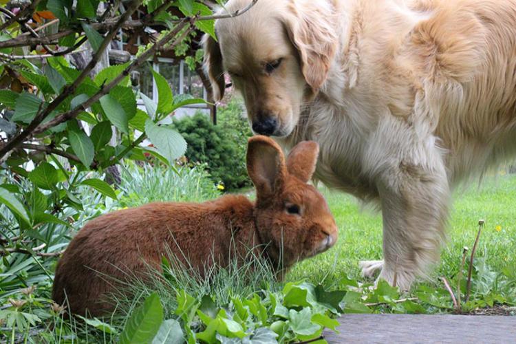 Tiere am Bauernhof