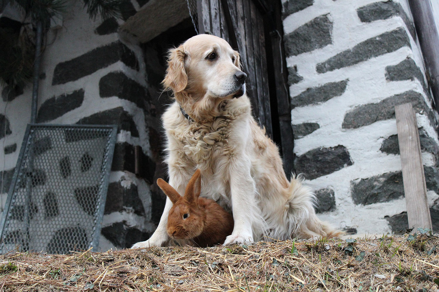 Cane e coniglio del maso