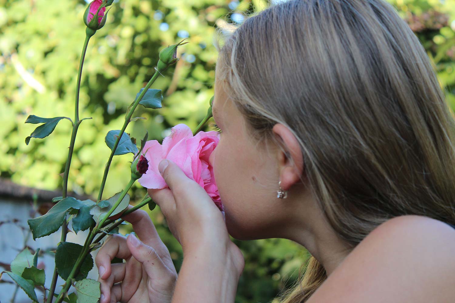 Moserhof - la fioritura delle rose