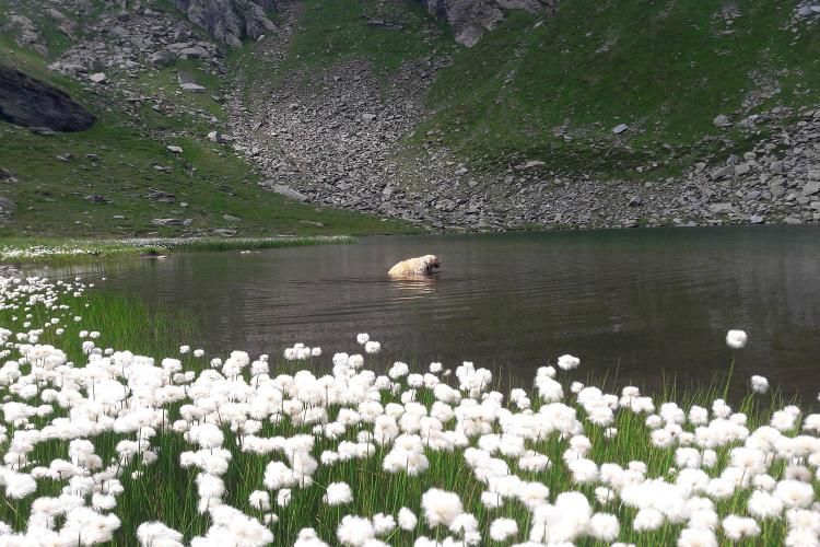 Wandern zu Südtirols Bergseen